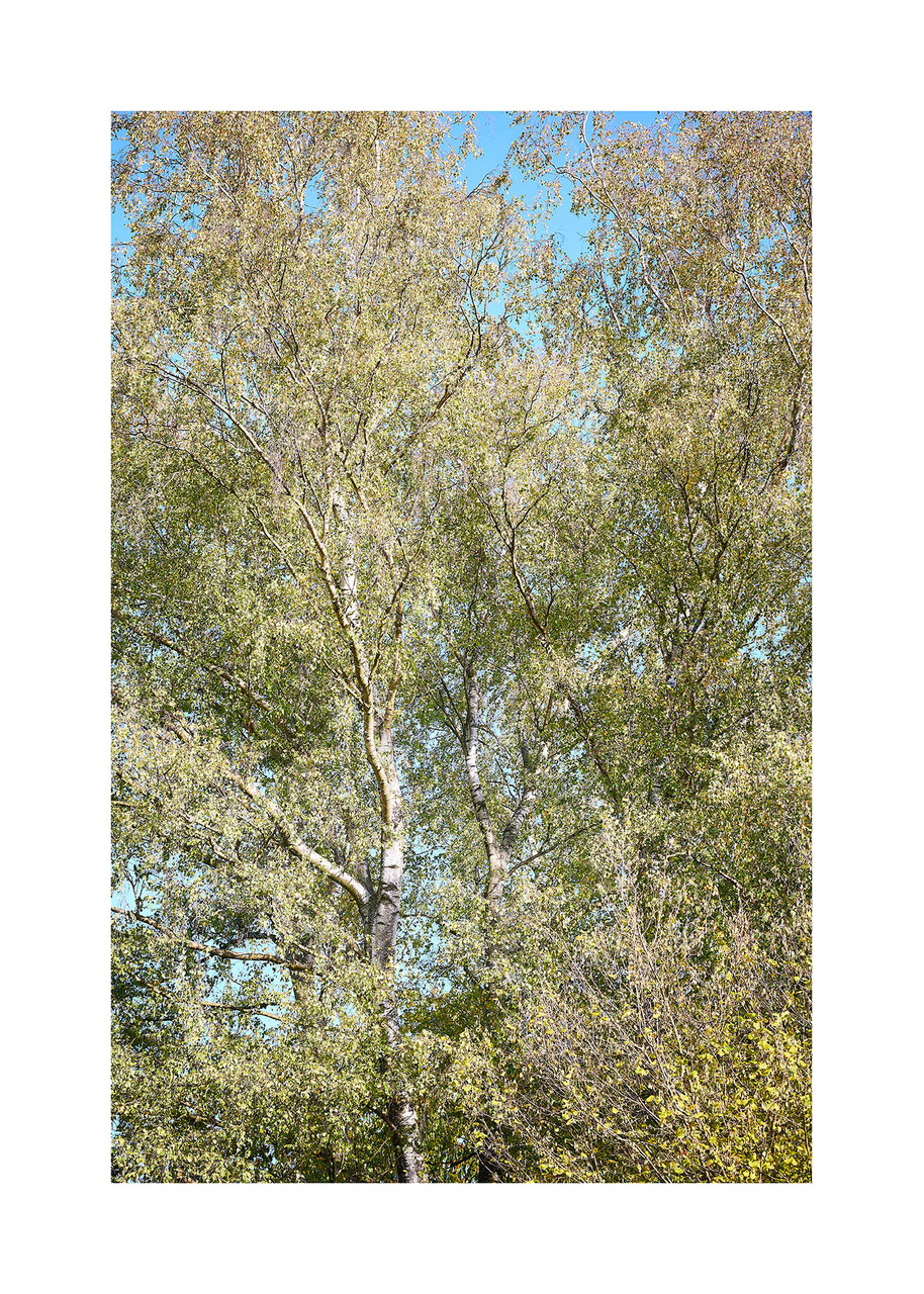 25_©_Matthias_Hubert_www.fomahu.de_499A9446-Katjas-Garten_©_www.fomahu.de_2022-11-01_SHIFT Kopie